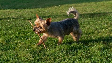 8 Myths About Yorkie Personality Traits Debunked