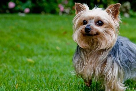 8 Personality Differences in Show vs Pet Yorkies