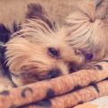 8 Signs Your Yorkie Has Royal Dog Syndrome