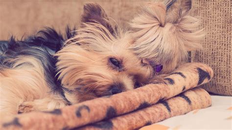 8 Signs Your Yorkie Has Royal Dog Syndrome