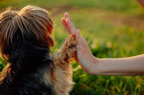 8 Ways Yorkies Bond With Their Owners