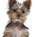 8 Week Old Yorkshire Terrier Puppy