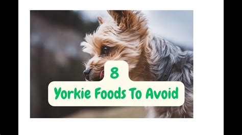 8 Yorkie Feeding Mistakes to Avoid