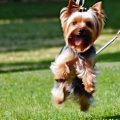 9 Signs Your Yorkshire Terrier Is Actually a Genius