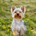 9 Signs of a Healthy Yorkshire Terrier