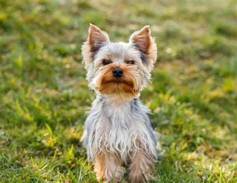 9 Signs of a Healthy Yorkshire Terrier