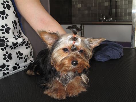 9 Ways Yorkies Express Their Emotions