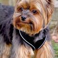 9 Ways Yorkies Show Their Hunting Instinct