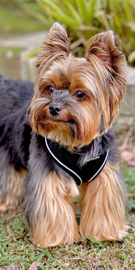 9 Ways Yorkies Show Their Hunting Instinct