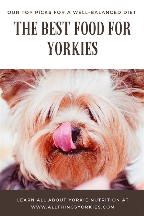 Active Yorkie Meal Plan