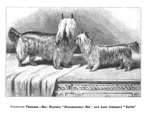 Ancient Origins of Yorkshire Terriers