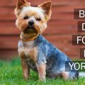 Anxiety Diet for Yorkies