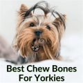 Are Bones Safe for Yorkies?