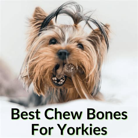 Are Bones Safe for Yorkies?