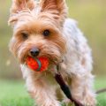 Are Male Yorkies Easier to Train?