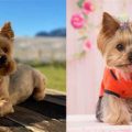 Are Male Yorkies More Energetic Than Females?