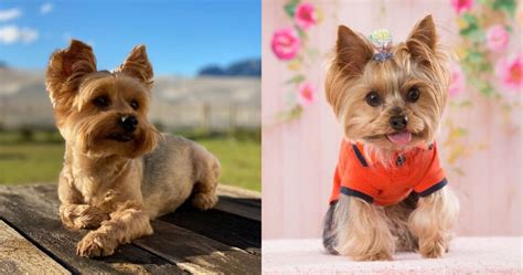 Are Male Yorkies More Energetic Than Females?