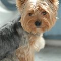 Are Male or Female Yorkies More Affectionate?