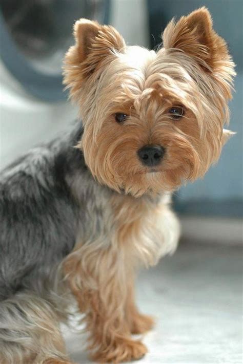 Are Male or Female Yorkies More Affectionate?