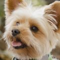 Are Yorkie Terriers Smart Dogs