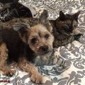 Are Yorkies Good With Cats