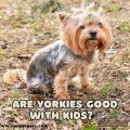 Are Yorkies Good With Kids