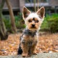 Are Yorkies High-Maintenance? Honest Facts You Need to Know