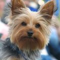 Are Yorkies Loyal Dogs