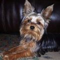 Are Yorkies More Stubborn than Other Dogs?