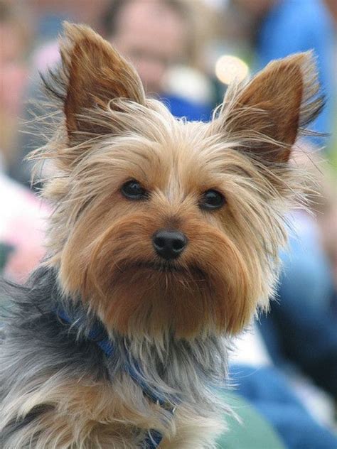 Are Yorkies Really Good Watch Dogs?