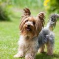 Are Yorkies Really High-Strung? Facts Revealed