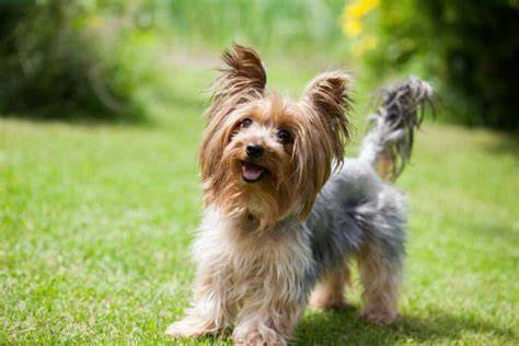 Are Yorkies Really High-Strung? Facts Revealed