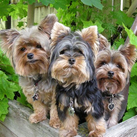 Are Yorkies Yappy Dogs