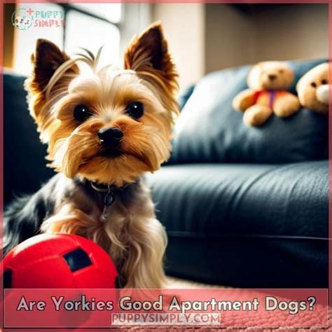 Are Yorkies good apartment dogs?