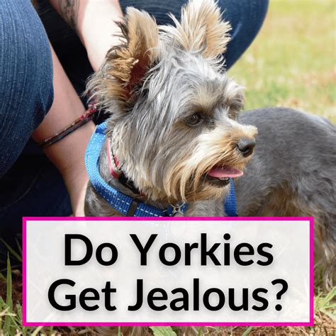 Are Yorkies jealous dogs?