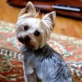 Are Yorkshire Terriers Easy To Train?