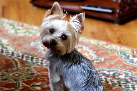 Are Yorkshire Terriers Easy To Train?