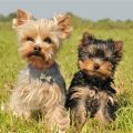 Are Yorkshire Terriers Easy to Socialize With?