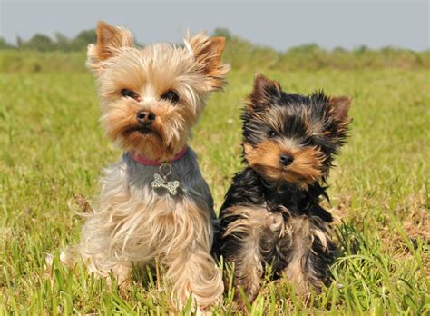 Are Yorkshire Terriers Easy to Socialize With?