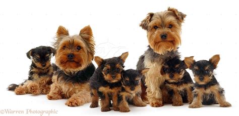 Are Yorkshire Terriers Good Family Dogs?