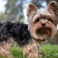 Are Yorkshire Terriers Good for Allergy Sufferers?