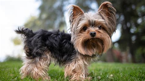 Are Yorkshire Terriers Good for Allergy Sufferers?