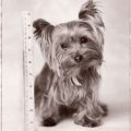 Are Yorkshire Terriers Natural Born Leaders?