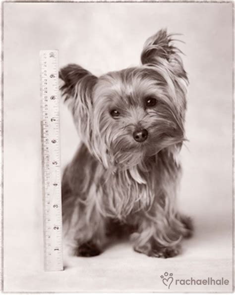 Are Yorkshire Terriers Natural Born Leaders?