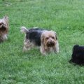 Are Yorkshire Terriers Natural Leaders?