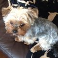 Are Yorkshire Terriers Suitable for New Owners?