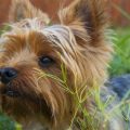 Australian Yorkies