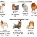 Average Weight For Yorkie