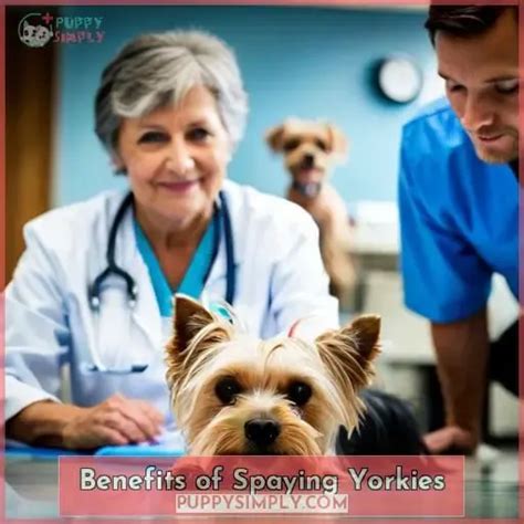 Benefits of Yorkie Paw Massage