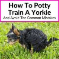 Best Age to Start Yorkie Potty Training